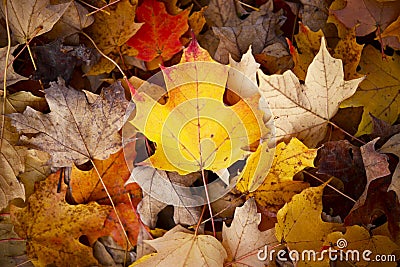 Fall Season Background Stock Photo