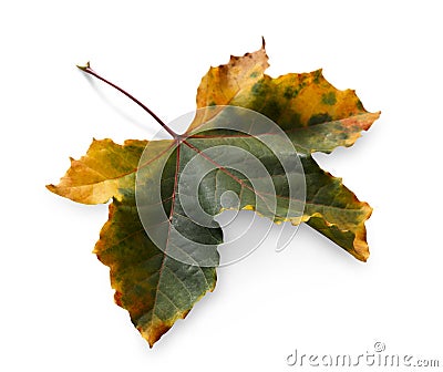 Fall season background, green oak leaf Stock Photo