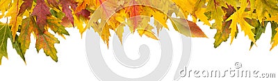 Fall season background, yellow maple leaves Stock Photo