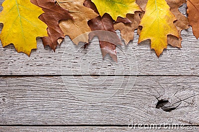 Fall season background, yellow oak leaves Stock Photo