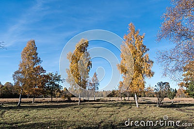 Colorful birch trees Stock Photo