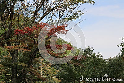 fall season leaves of the japanese maple Editorial Stock Photo