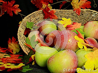 Basket of fresh apples, with colorful fall leaves Stock Photo