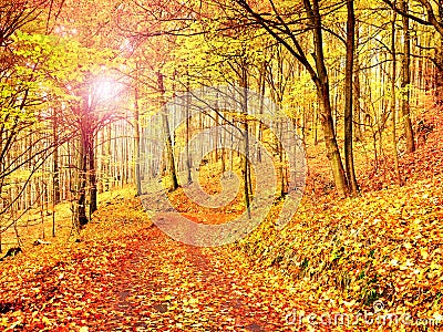 Fall season. Sun through trees on path in golden forest Stock Photo