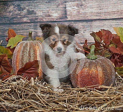 Fall Sheltie Puppy Stock Photo