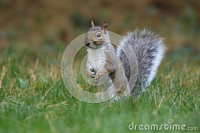 Fall Squirrel with a Dirty Nose Stock Photo