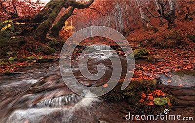 Fall Stream: Great Autumn Beech Forest Landscape In Red Color With Beautiful Mountain Creek And Misty Grey Forest. Enchanted Autum Stock Photo