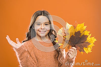 Fall symbol. Simple bouquet. Collecting leaves. Natural treasures. Changes in nature. Happy little girl with maple Stock Photo