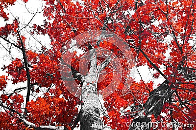 Fall tree with red leaves and black branches against a white background Stock Photo