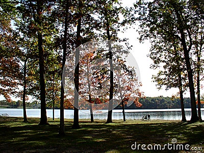 Fall trees Stock Photo