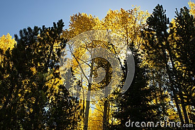 Fall trees Stock Photo