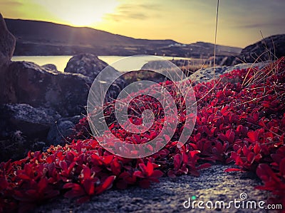 Fall on the tundra Stock Photo