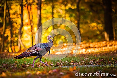 Fall turkey Stock Photo