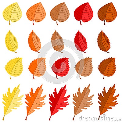 Fall Various Type Leaf Color Collection Set Vector Illustration