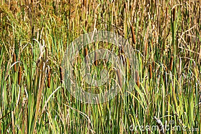 An Fall View of Cattails at Pandapas Pond Stock Photo