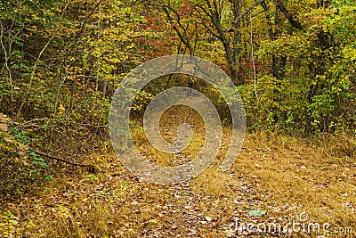 An Fall View of a Peaceful Woodland Trail Stock Photo