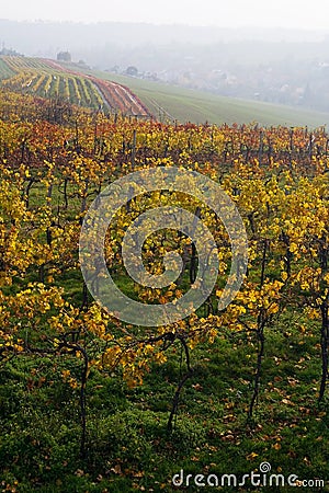 The fall vineyard Stock Photo