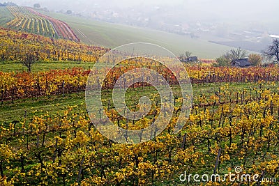The fall vineyard Stock Photo