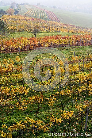 The fall vineyard in Moravia Stock Photo