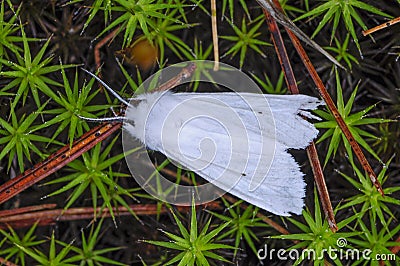 Fall Webworm Hyphantria cunea In The Adirondack Mountains Of New York State Stock Photo