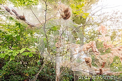 Fall webworm webbing Stock Photo