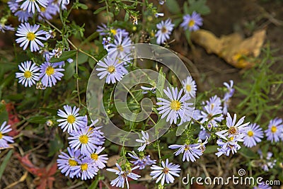 Fall Wildflowers: Smooth Blue Aster Stock Photo