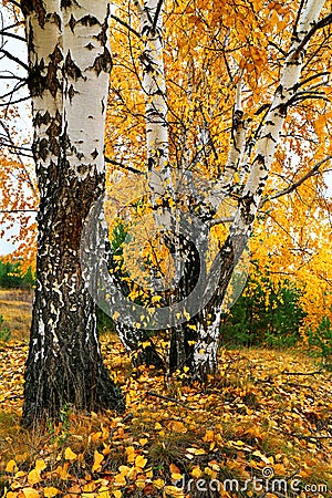 Fall yellow birch grove Stock Photo