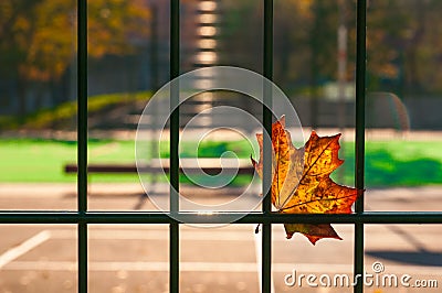 A fallen autumn leaf caught on a wire fence Stock Photo