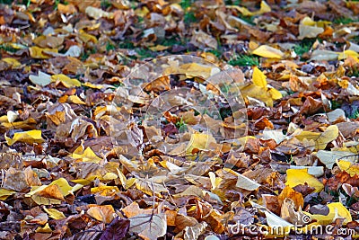 Autumn leafs colourful carpet Stock Photo