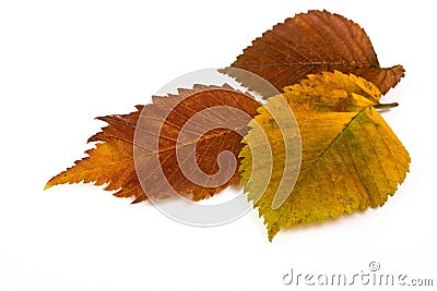 Fallen autumn leaves Stock Photo