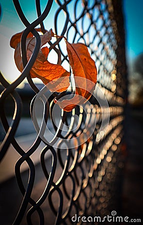 Caught up autumn leaves in chain link fence Stock Photo