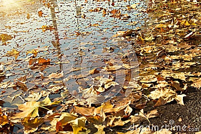 Fallen autumn leaves in water Stock Photo