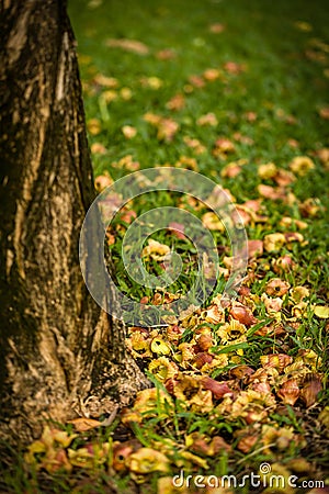 Fallen Blossom on Grass / Blossom on Grass / Fallen Blossom on G Stock Photo