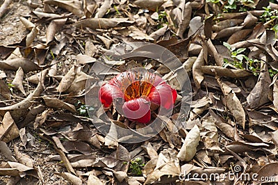 Fallen bombax flower on dried leaf ground under sunlight Stock Photo