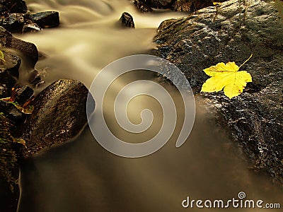Fallen broken yellow maple leaf in stream. Autumn castaway on wet slipper stone in cold blurred water Stock Photo