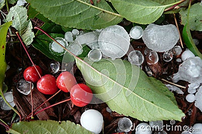 Fallen cherries damaged by hail storm Stock Photo