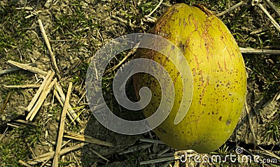 A fallen coconut damaged by the squirrels Stock Photo