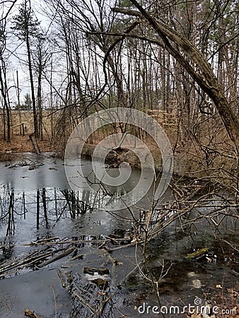 Fallen Dead Trees in the Water on an Overcast Day Stock Photo