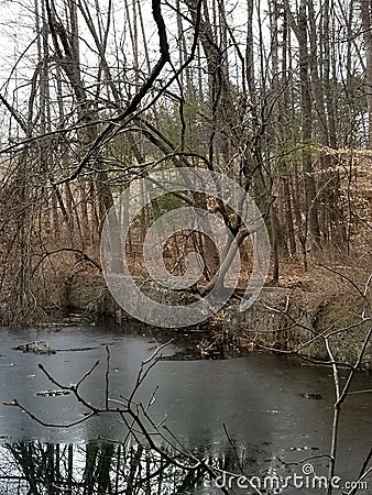Fallen Dead Trees in the Water on an Overcast Day Stock Photo
