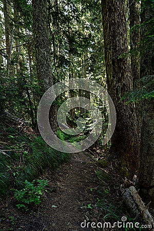 Fallen Debris Fills Congested Forest In Mount Rainier Stock Photo