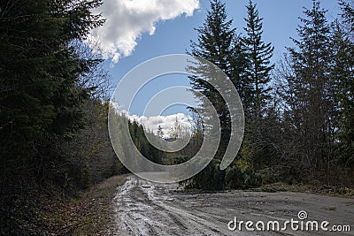 Fallen down tree along forest service road Stock Photo