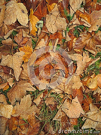 Fallen dry leaves of the tree cold autumn sad season end of cycle Stock Photo