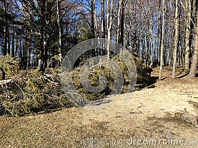 Fallen fir tree on the ground in forest across trees. storm results Stock Photo