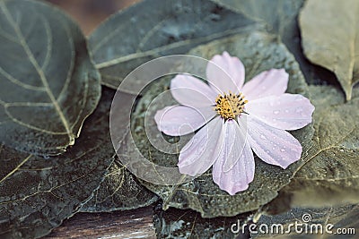 fallen flower of kosmeya plant on green leaves of a tree in drops of rain Stock Photo