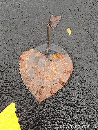 Fallen Heartshaped Leaf Stock Photo