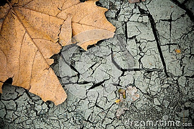 Fallen leaf Stock Photo