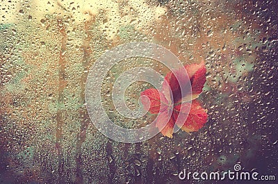 Fallen leaf stuck to the window that gets wet from rain drops. Warm look out the window for autumn. Stock Photo