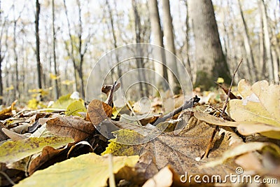 Fallen Leafs and Trees Stock Photo