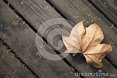 Fallen leaves at autumn Stock Photo