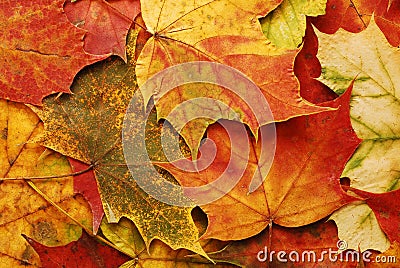 Fallen leaves background Stock Photo